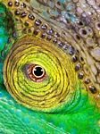 pic for chameleon eye